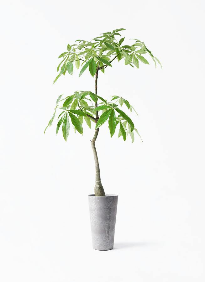 【実生】激レア❗️ パキラ ミント斑 二又(枝分かれあり) パキラ 実生（みしょう） | 観葉植物の通販ならHitoHana