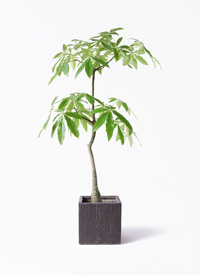 シュロチク 棕櫚竹 8号鉢 44 観葉植物 シュロチク 棕櫚竹 10号 法人・お