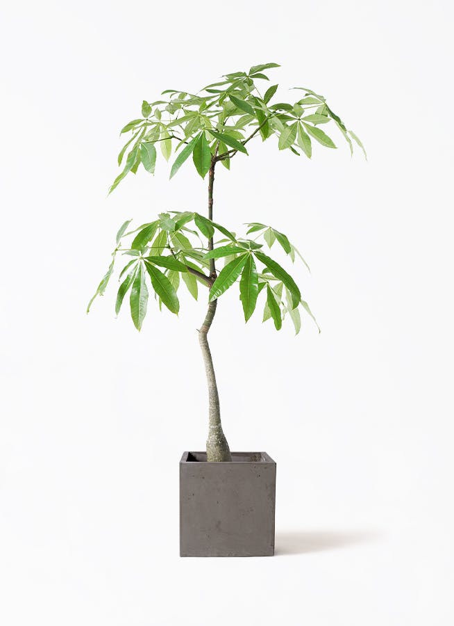 観葉植物 パキラ 8号 実生（みしょう） コンカー キューブ 灰