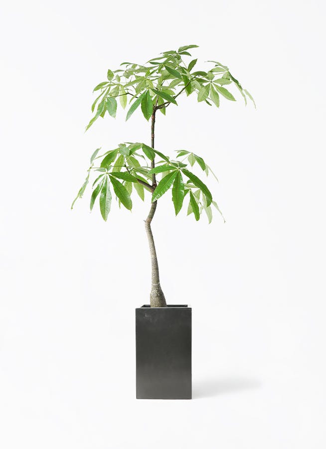 観葉植物 パキラ 8号 実生（みしょう） セドナロング 墨 付き | 観葉