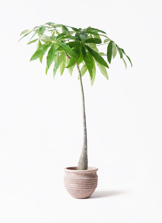 観葉植物 モンステラ 7号 根あがり テラアストラ リゲル 赤茶色