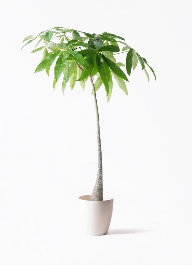 パキラ 実生（みしょう） | 観葉植物の通販ならHitoHana