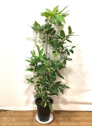 観葉植物 アマゾンオリーブ (ムラサキフトモモ) 【155cm】アマゾンオリーブ (ムラサキフトモモ) 8号 曲り プラスチック鉢 #56517 |  観葉植物ならHitoHana(ひとはな)