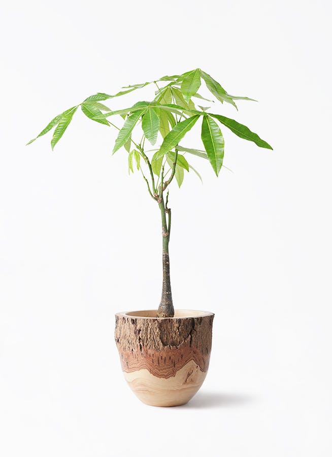 パキラ 6号 | 観葉植物 | 送料無料でお届け - Hitohana（ひとはな）