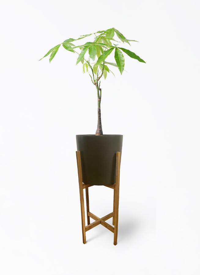 ユークセンナイト の自然パット 大 安心パウダー 本物ホルミシス お