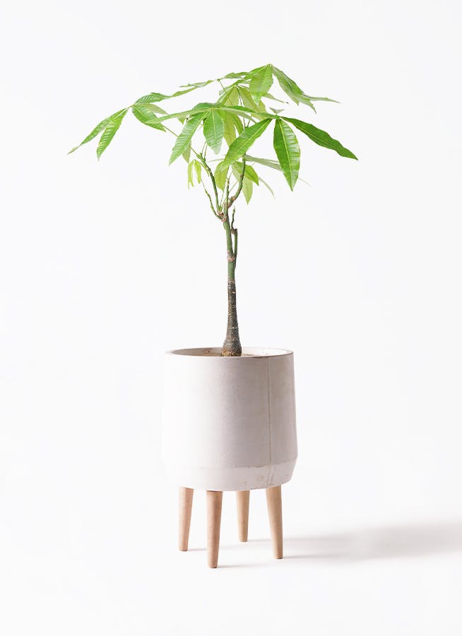 観葉植物 パキラ 6号 実生（みしょう） ファイバークレイ White 付き | 観葉植物ならHitoHana(ひとはな)