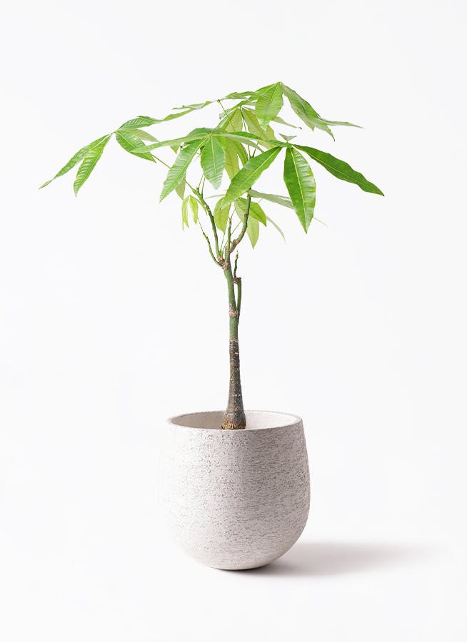 パキラ 6号 | 観葉植物 | 送料無料でお届け - Hitohana（ひとはな）