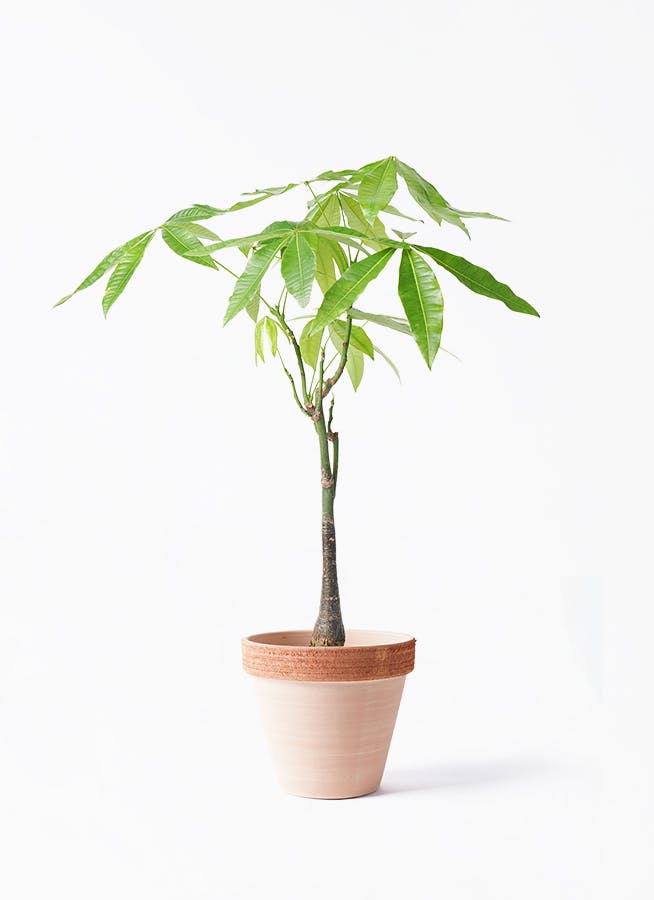 観葉植物 ユッカ 6号 ロストラータ スタンダードポット スクラッチ