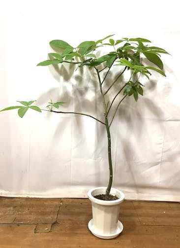 観葉植物 パキラ 7号 ねじり ラスターポット white 付き | 観葉 ...