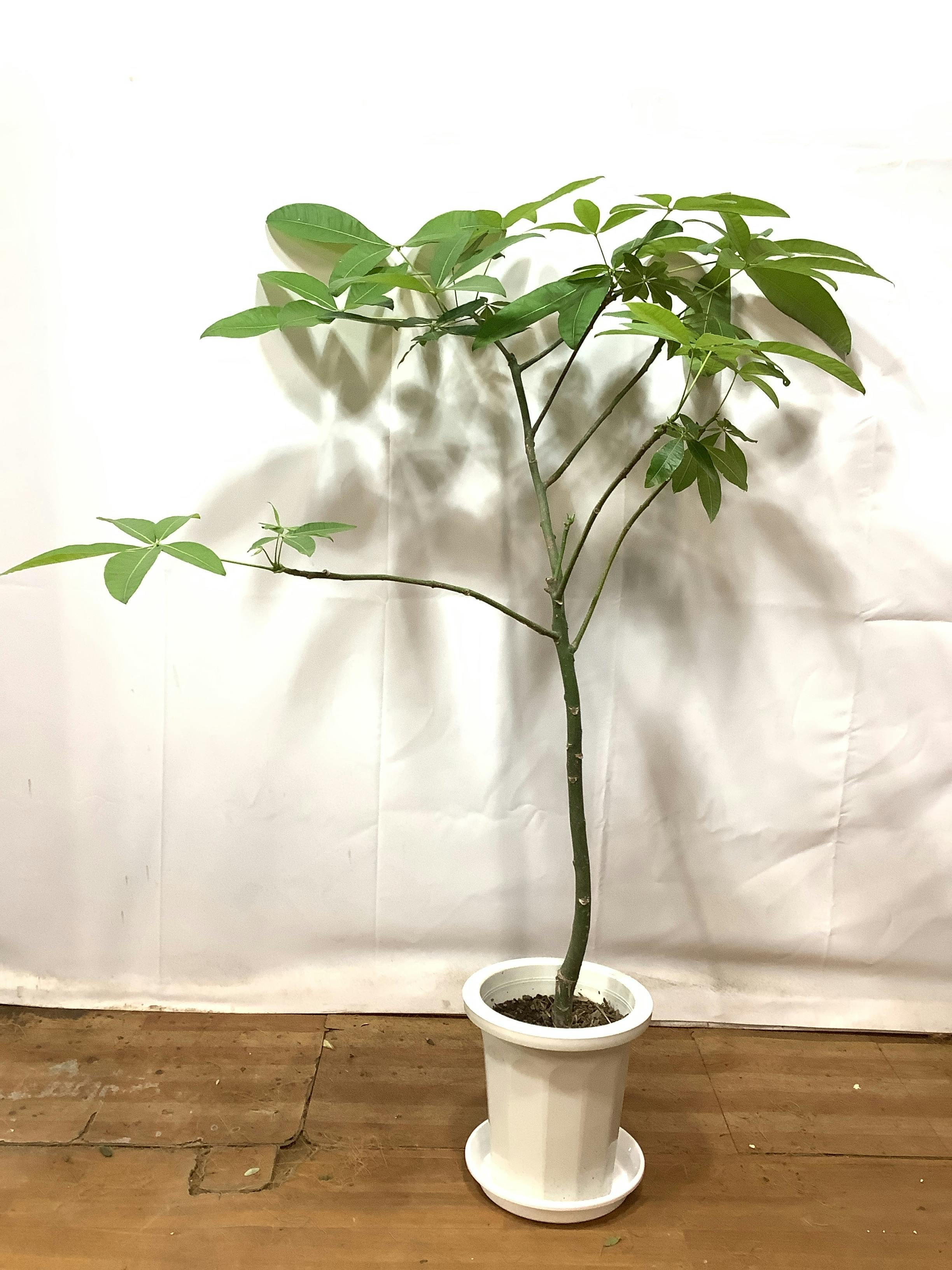 観葉植物 パキラ【130cm】パキラ 8号 パラソル プラスチック鉢 #56615 ※1都3県配送限定商品 | 観葉植物ならHitoHana(ひとはな)