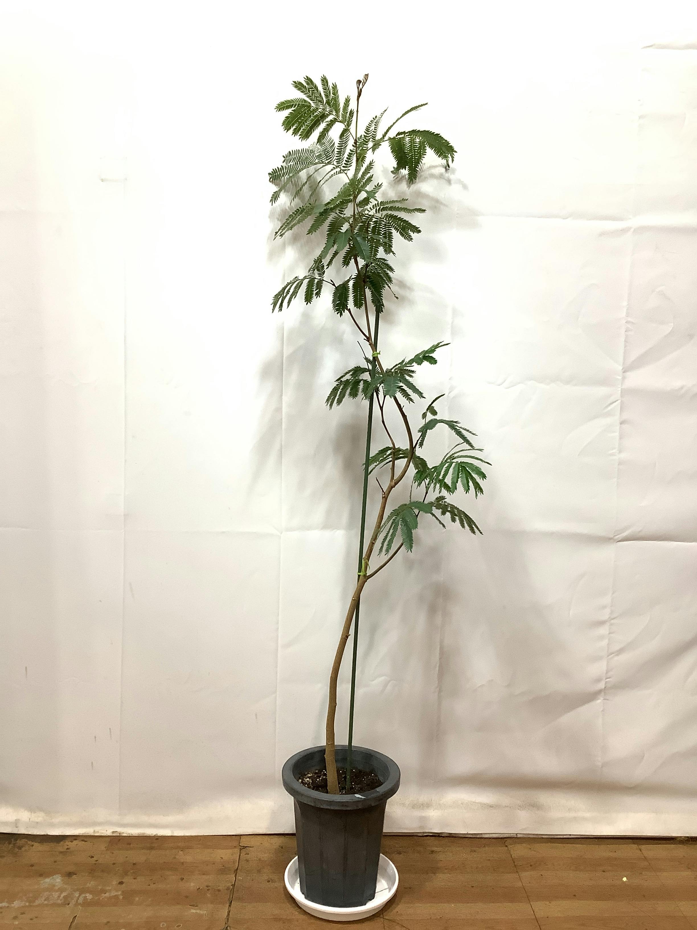 エバーフレッシュ 大型 | 観葉植物通販HitoHana(ひとはな)