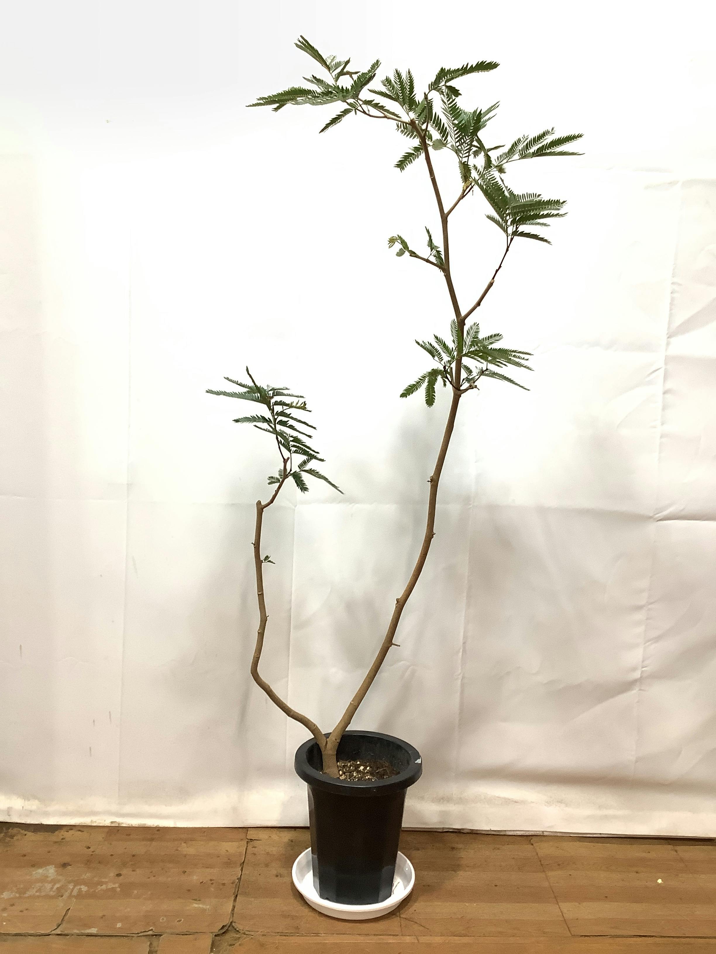 エバーフレッシュ 大型 | 観葉植物通販HitoHana(ひとはな)