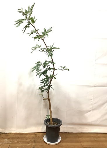 観葉植物 エバーフレッシュ 10号 ボサ造り ラスターポット 付き | 観葉植物ならHitoHana(ひとはな)