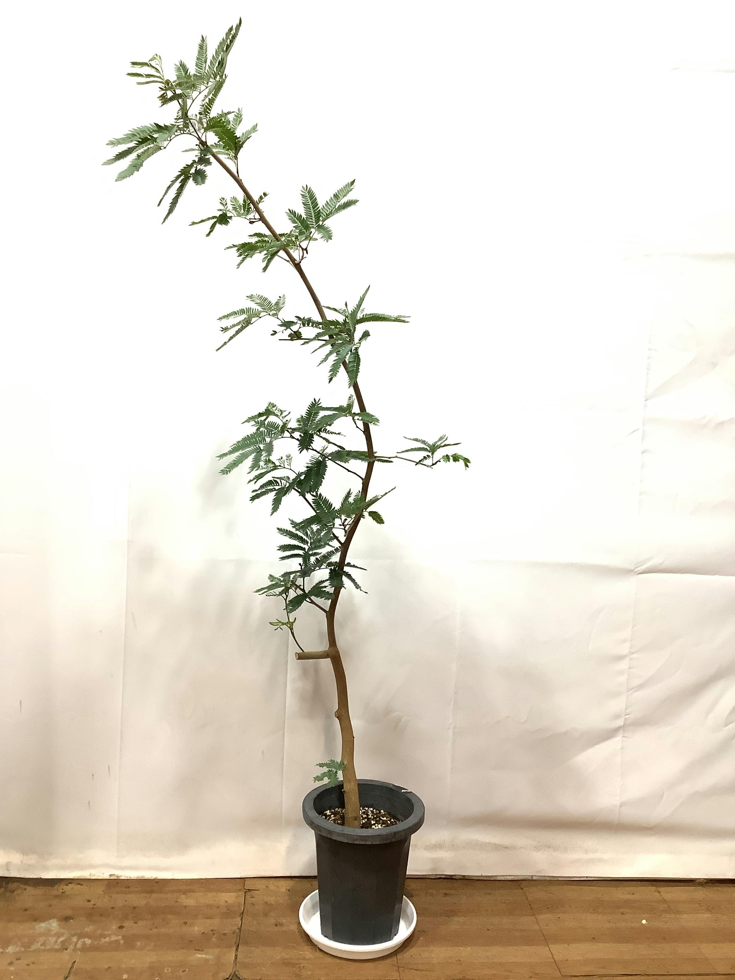 エバーフレッシュ 大型 | 観葉植物通販HitoHana(ひとはな)