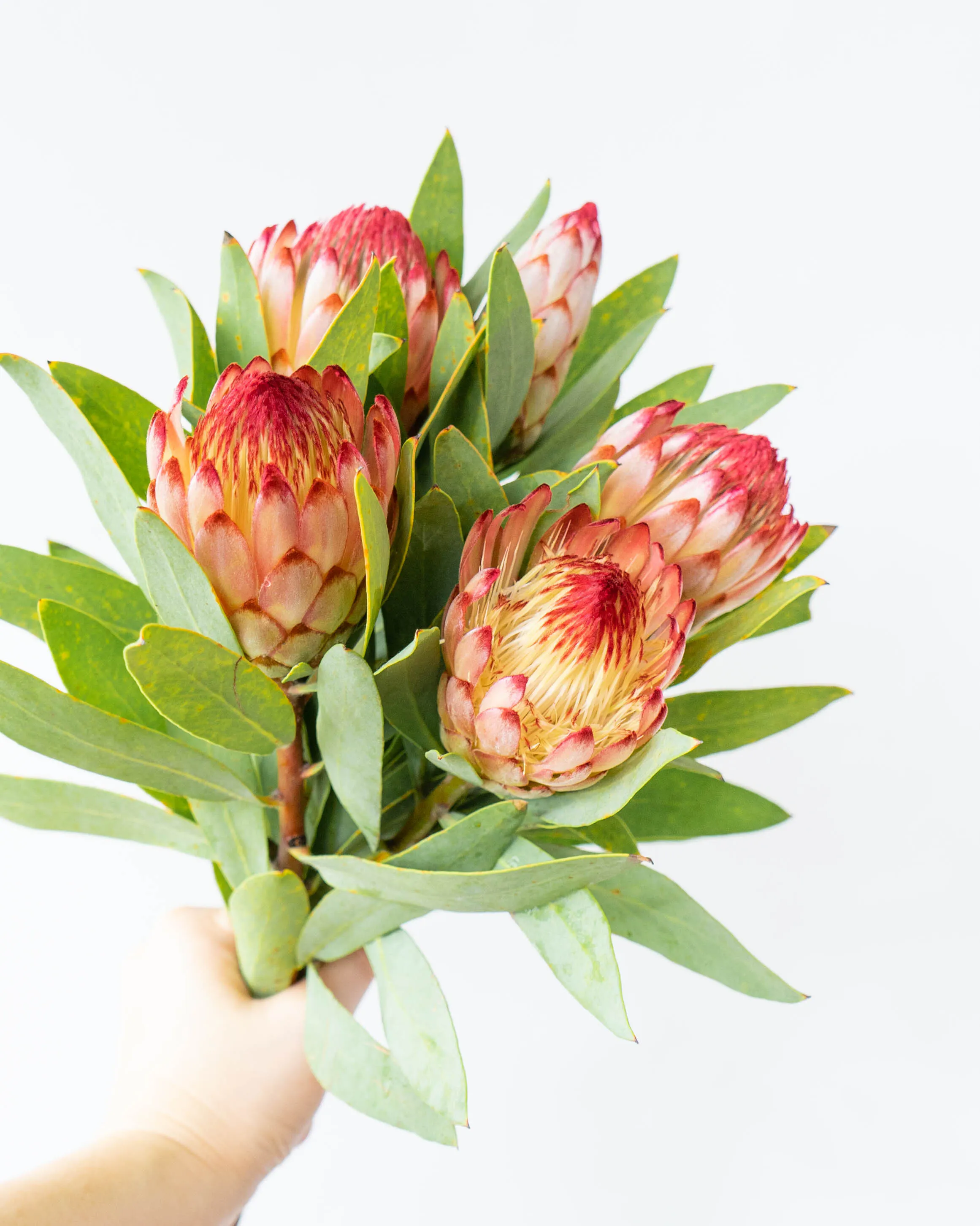 キングプロテア＆プロテア入り贅沢スワッグブーケネイティブピンク＆赤  