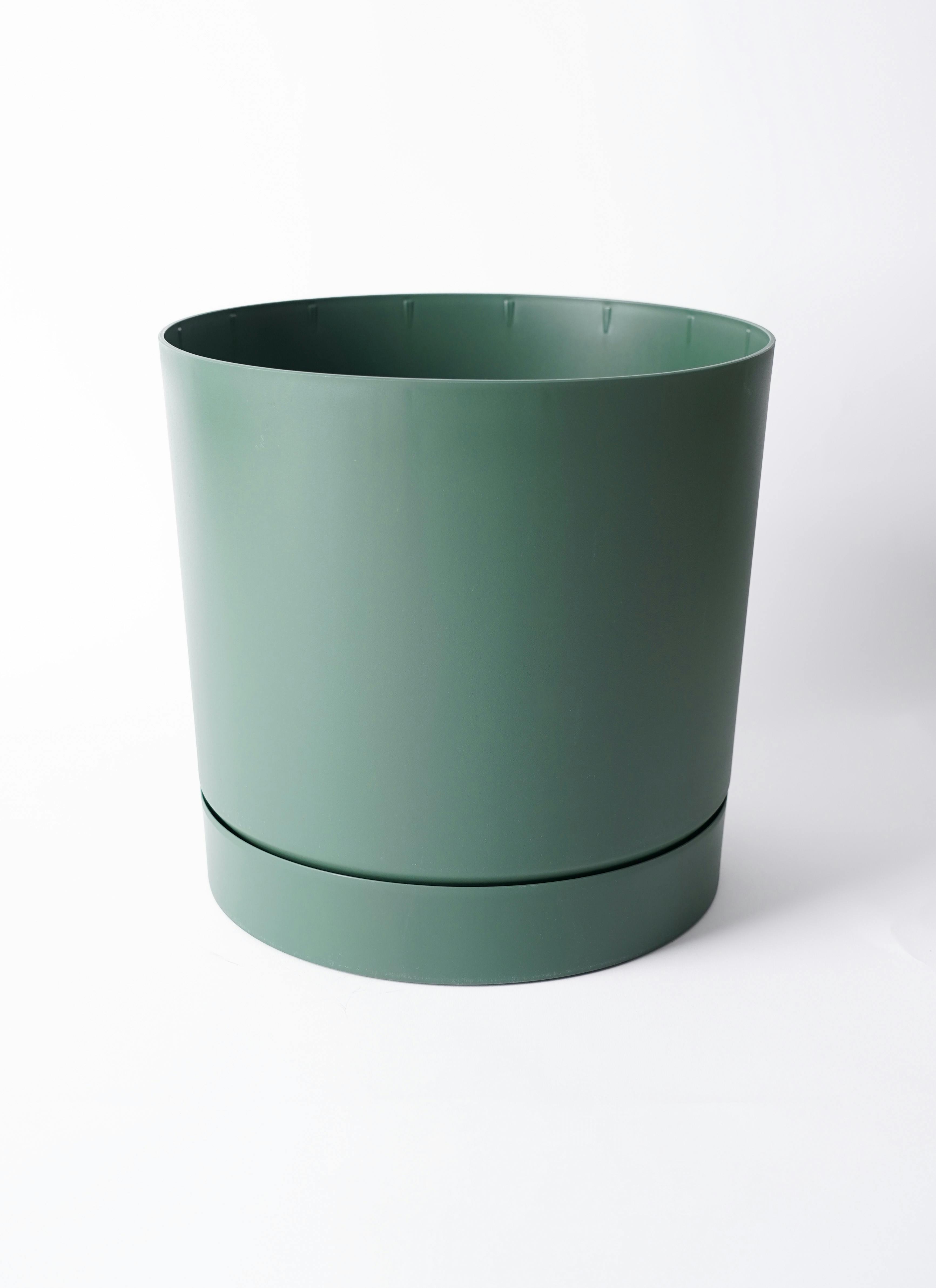 観葉植物 ドラセナ 幸福の木 8号 ノーマル プロスパー トゥーボ パイン