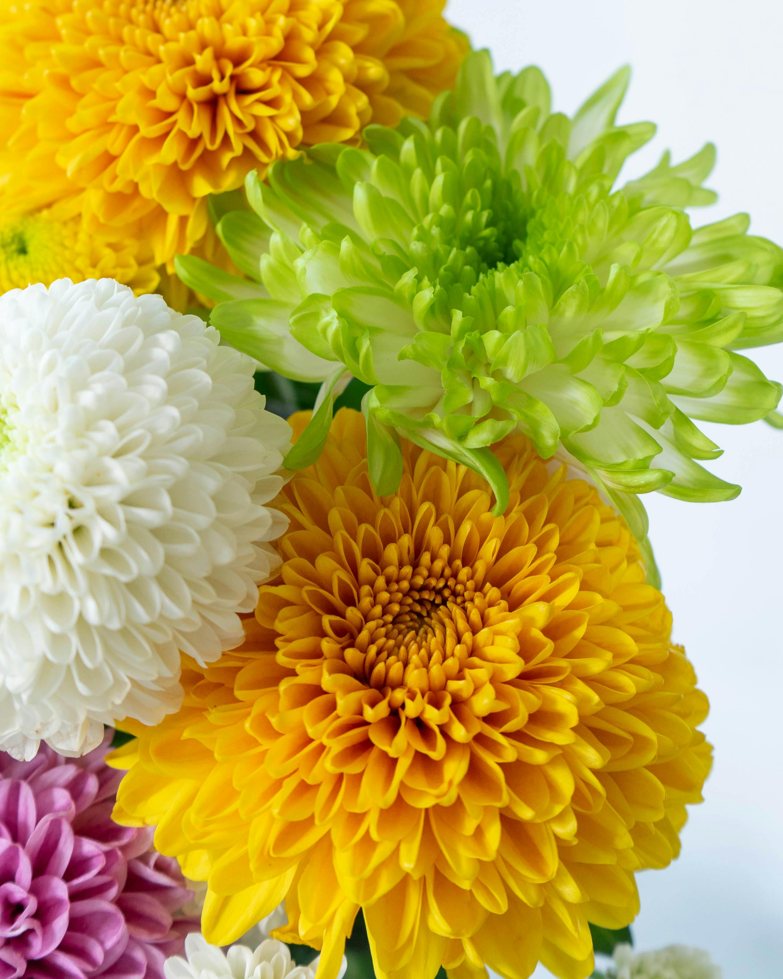 産地直送 マム花束 ミックス S（10本入り）／宮城 白鳥さんからお届け