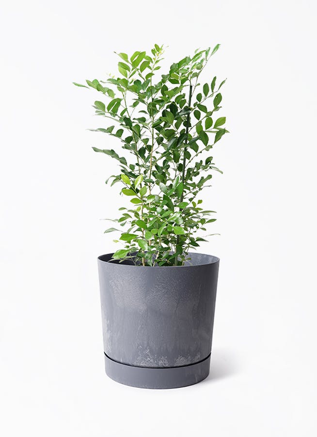 鉢カバー グレー 5号 | 観葉植物の鉢ならHitoHana