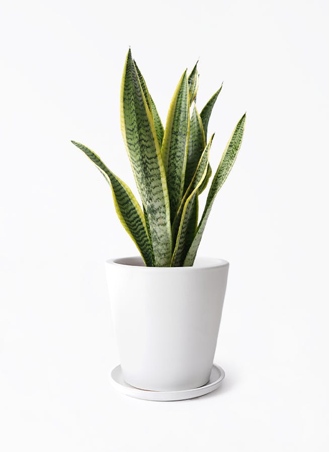 観葉植物 サンスベリア 5号 トラノオ ビトロ ドーセ マット白釉 付き