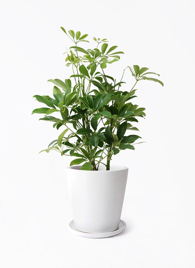 観葉植物 シェフレラの通販 | HitoHana（ひとはな）