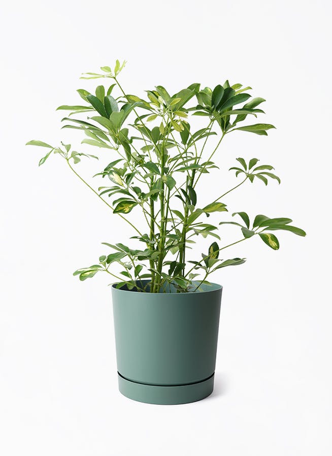 観葉植物 シェフレラ（カポック） 5号 斑入り プロスパー トゥーボ