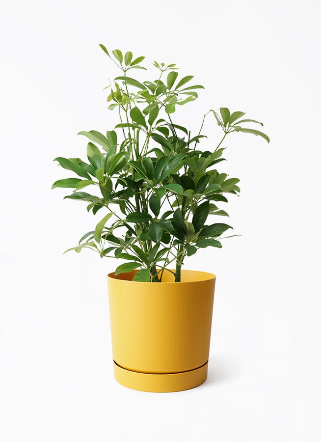 観葉植物 シェフレラ（カポック） 5号 ノーマル プロスパー トゥーボ