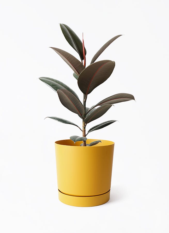 観葉植物 フィカス バーガンディ 5号 ノーマル プロスパー トゥーボ