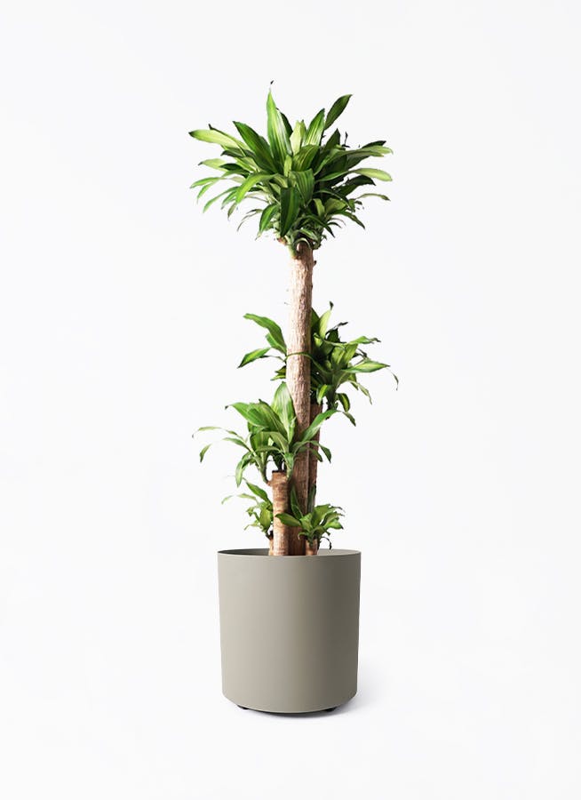 観葉植物　幸福の木 観葉植物 ドラセナ 幸福の木 10号 ノーマル フェルム シリンダー