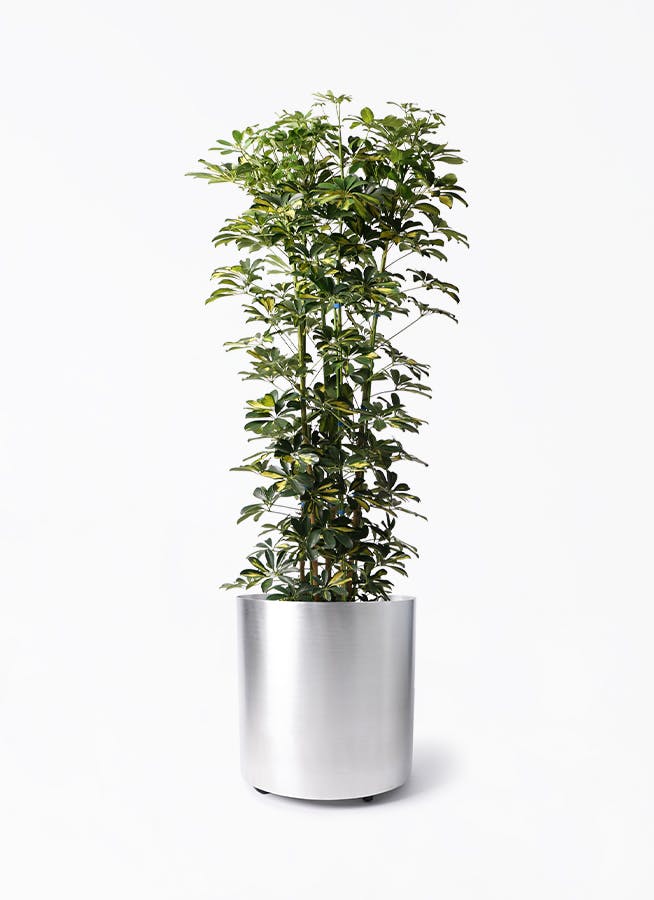 シェフレラ 大型 | 観葉植物通販HitoHana(ひとはな)