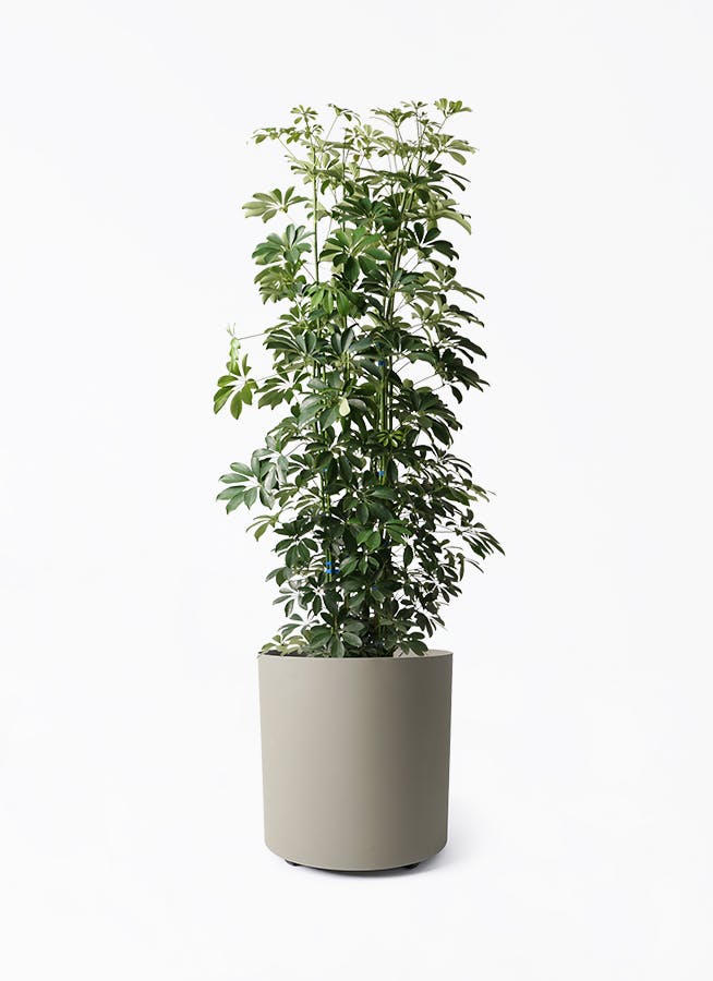 カポック（シェフレラ） 10号 | 観葉植物 | インテリアやギフトに