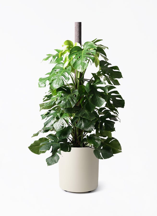観葉植物モンステラ10号 観葉植物 モンステラ 10号 木柱 フェルム シリンダー アイボリー 付き
