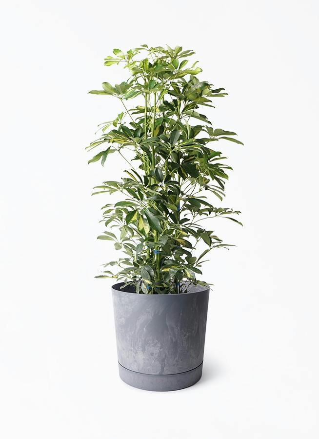 シェフレラ円形造り 観葉植物 シェフレラ（カポック） 8号 斑入り プロスパー トゥーボ