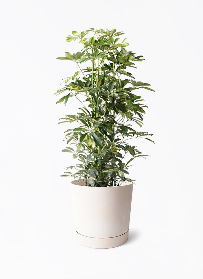 8号サイズの観葉植物 | 通販専門店 HitoHana（ひとはな）