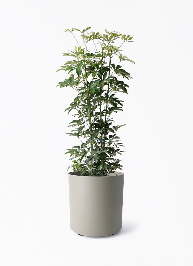 引取限定★シェフレラ　9号　180cm　観葉植物　大型 shef10grycube.jpg