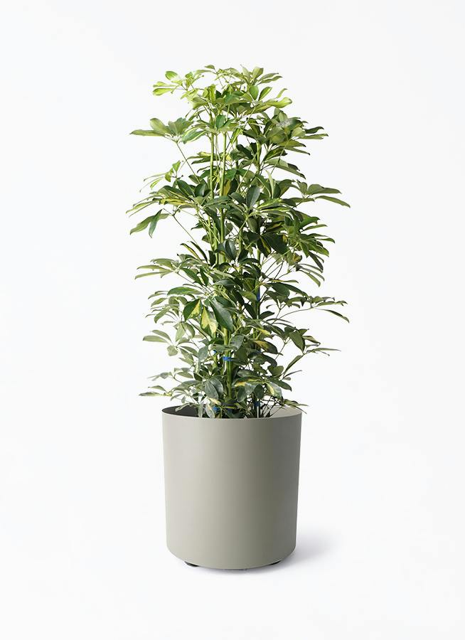 観葉植物 シェフレラ（カポック） 8号 斑入り フェルム シリンダー