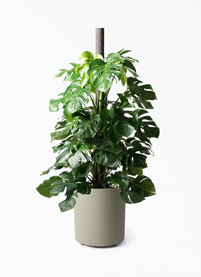 モンステラ 10号 | 観葉植物 | インテリアやギフトに - Hitohana（ひと