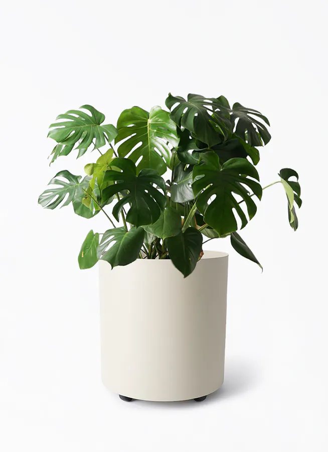 最終値下げ！ 超巨大 観葉植物 モンステラ 150センチ超