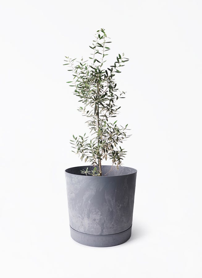 8号サイズの観葉植物 | 通販専門店 HitoHana（ひとはな）