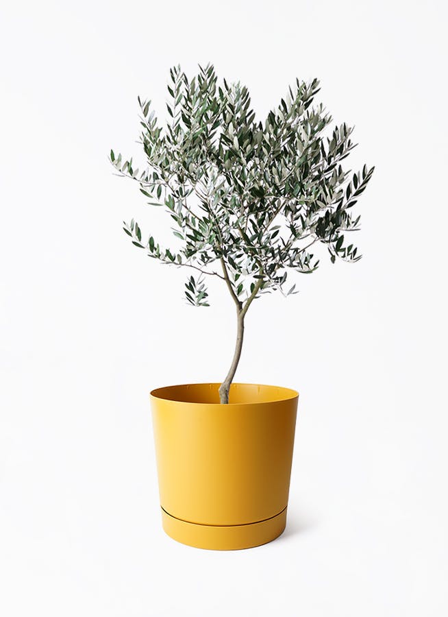 8号サイズの観葉植物 | 通販専門店 HitoHana（ひとはな）
