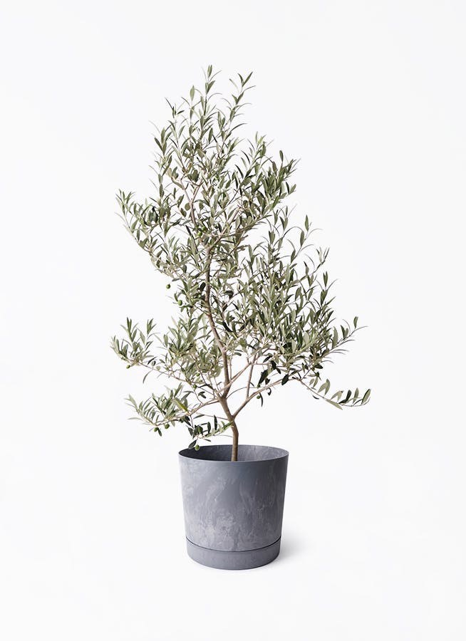 オリーブの木 アルベキーナ | 観葉植物 | 送料無料でお届け - Hitohana