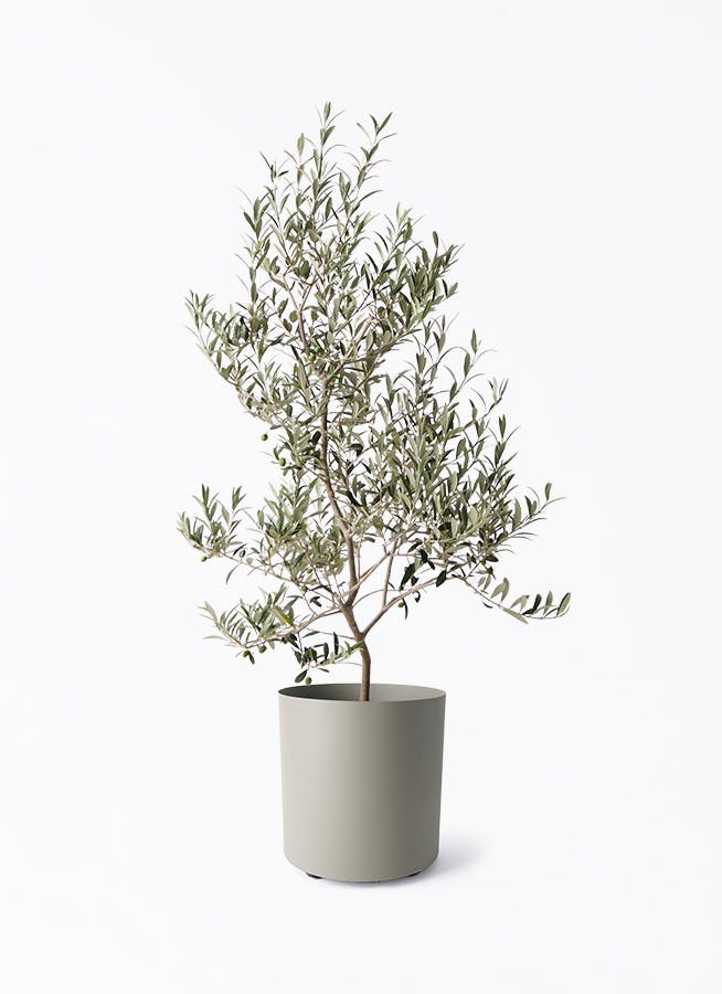 オリーブの木 アルベキーナ | 観葉植物 | 送料無料でお届け - Hitohana
