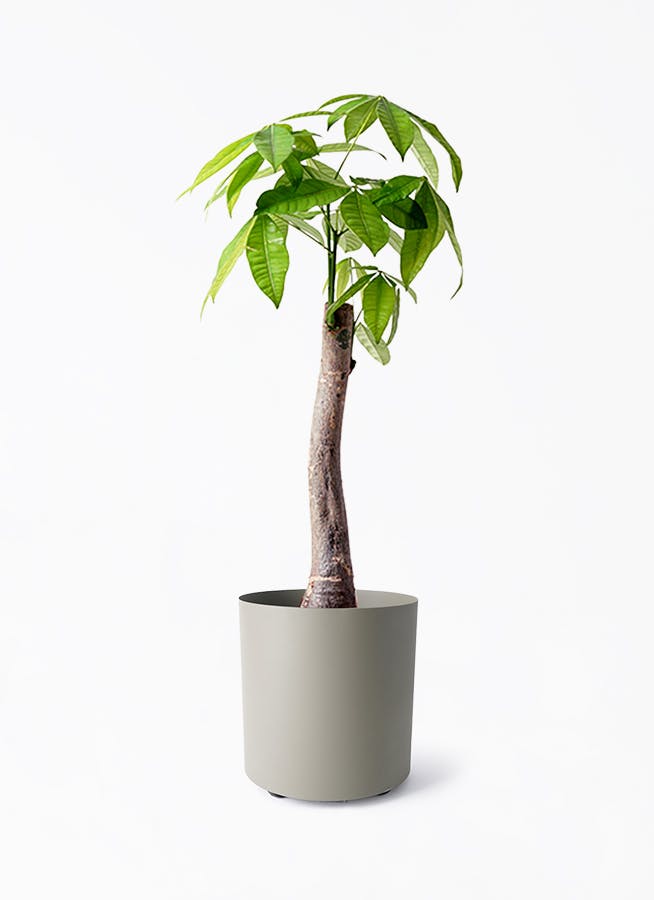 パキラ 8号 | 観葉植物の通販ならHitoHana（ひとはな）