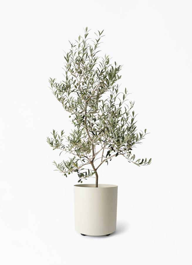 オリーブの木　アルベキナ オリーブの木 アルベキーナ | 観葉植物 | 送料無料でお届け - Hitohana
