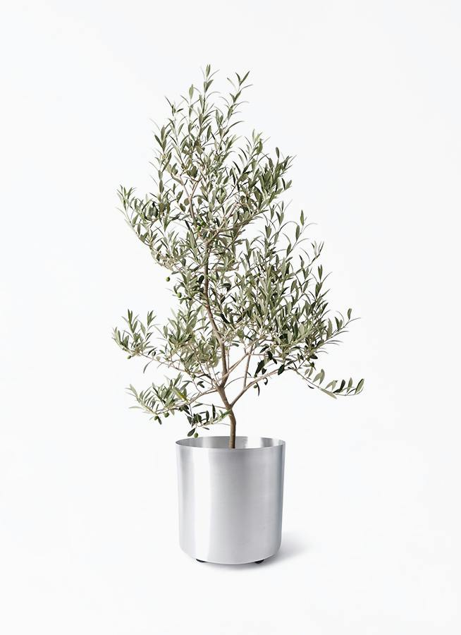 オリーブの木 アルベキーナ | 観葉植物 | 送料無料でお届け - Hitohana