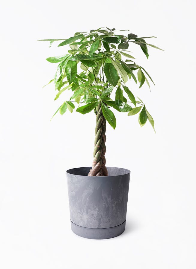 8号サイズの観葉植物 | 通販専門店 HitoHana（ひとはな）