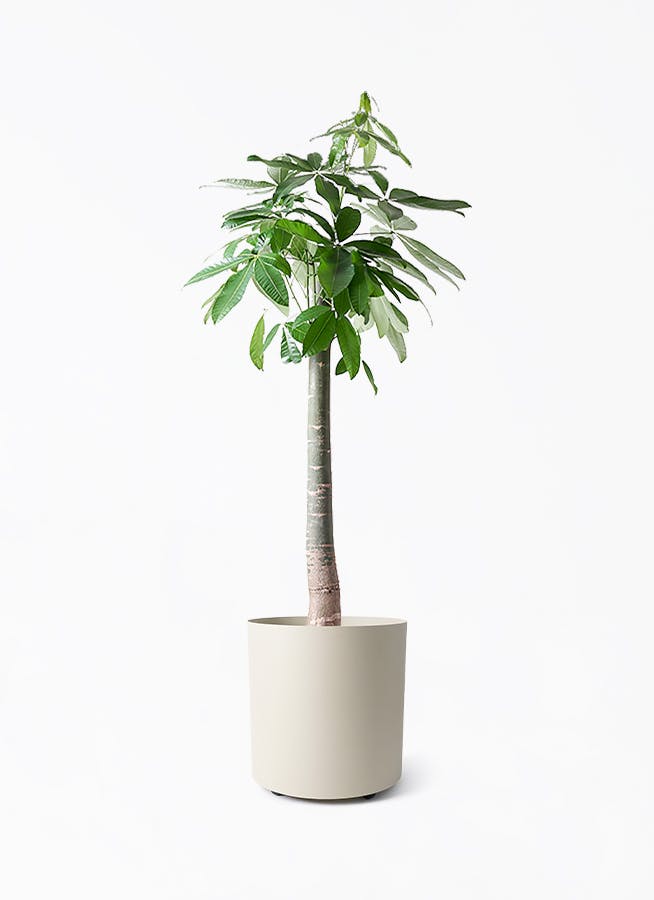 パキラ | 観葉植物の通販ならHitoHana（ひとはな）