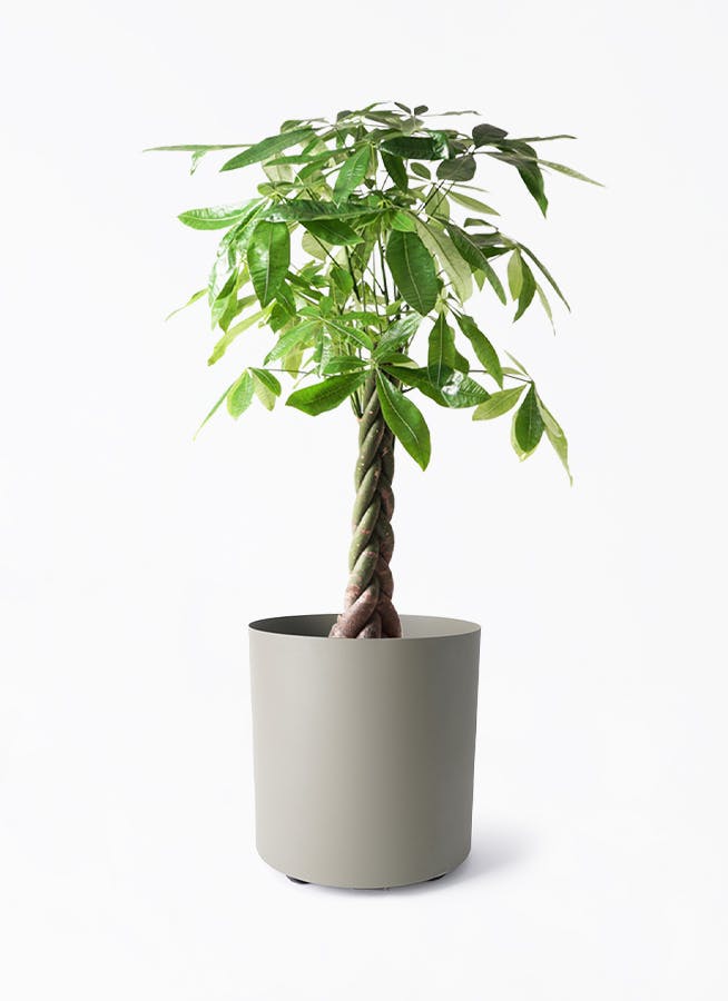 パキラ 8号 | 観葉植物の通販ならHitoHana（ひとはな）