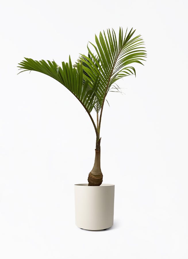 トックリヤシ ノーマル | 観葉植物通販HitoHana(ひとはな)
