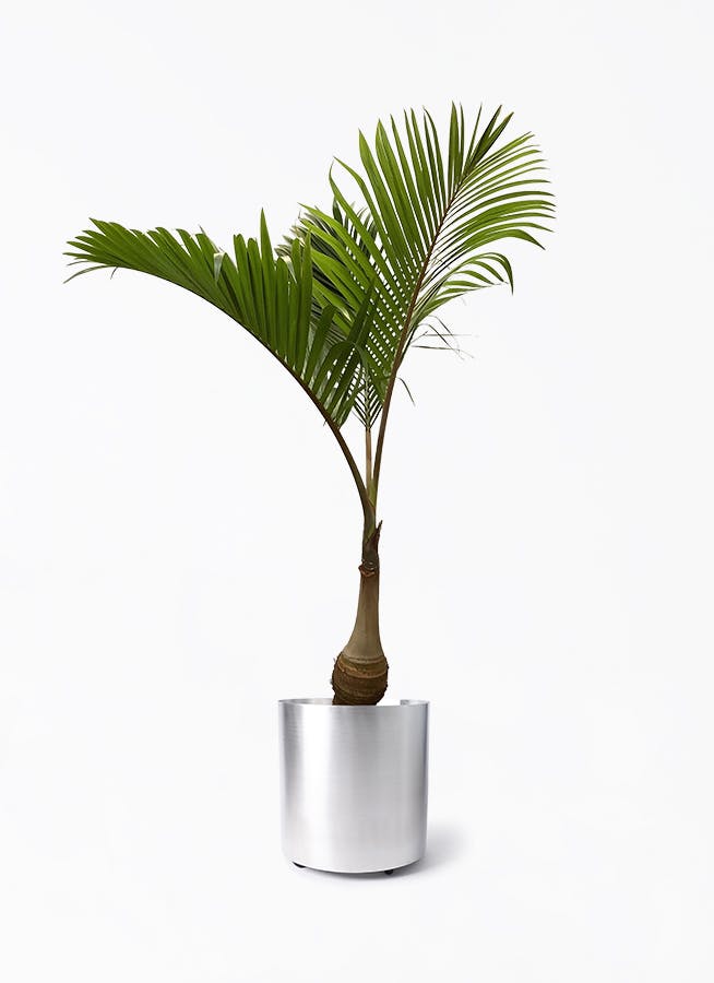 トックリヤシ ノーマル | 観葉植物通販HitoHana(ひとはな)