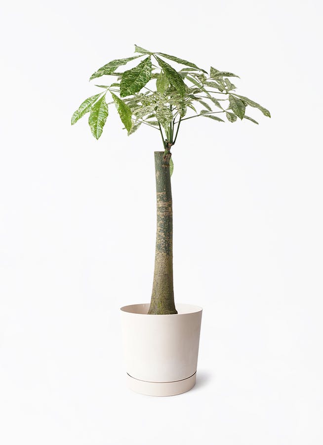 パキラ 8号 朴 斑入り | 観葉植物通販HitoHana(ひとはな)